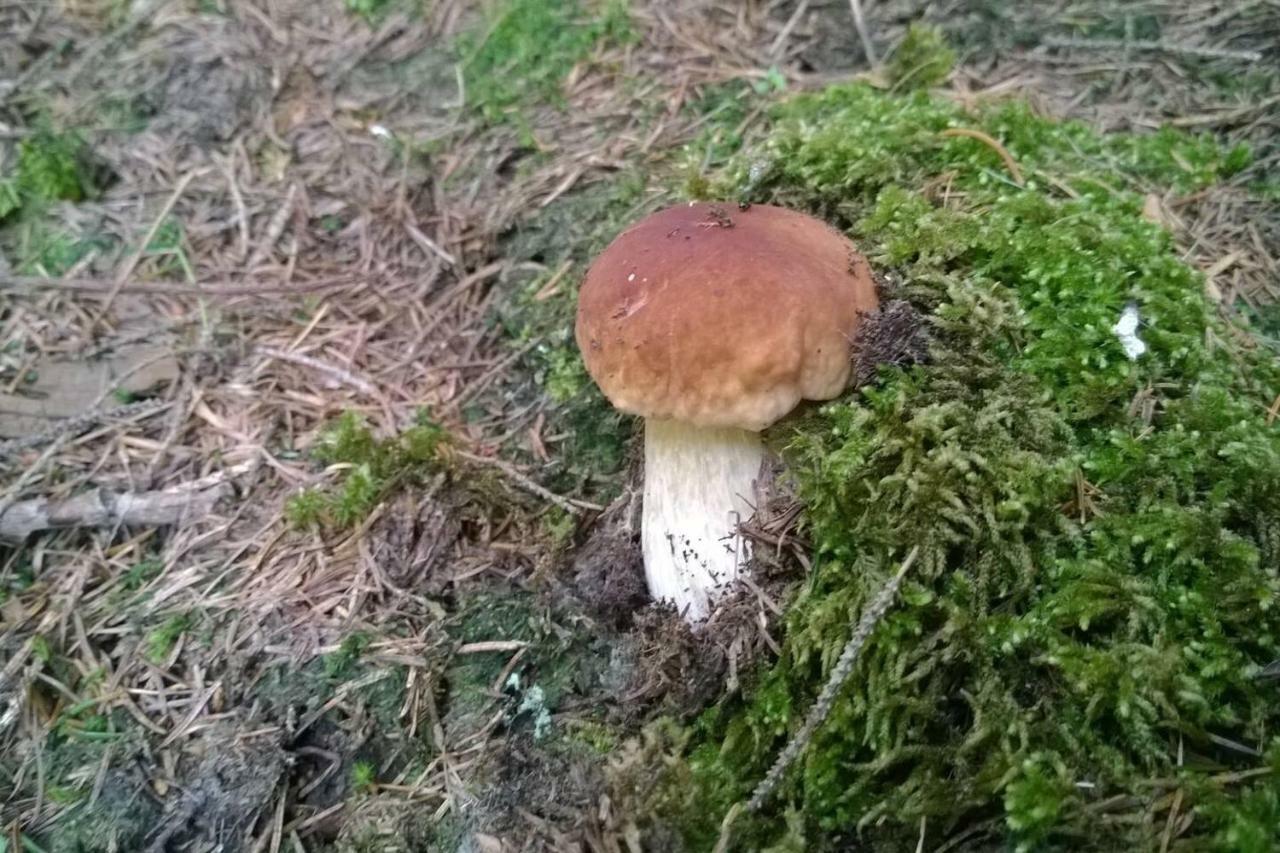 Pool, Pokale, Sauna, Billard, Kirche U. Viel Natur Vordernberg Luaran gambar